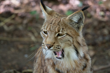 Lynx