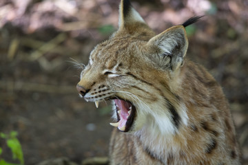 Lynx