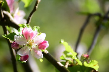 Apfelblüte Blume Weiß Pink Frühling Lichtspiel Sonnenschein good vibes