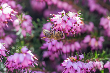 eine Biene sammelt auf einer Blume (Schneeheide) Honig