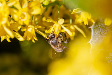eine Honigbiene sammelt an einer Blume (Mahonie) Honig