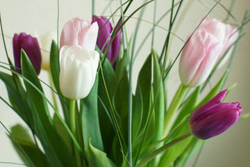 A bouquet of tulips of three colors on a light background