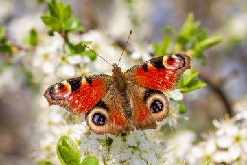 ein Schmetterling sitzt auf weißen Kirschblüten und kostet Nektar
