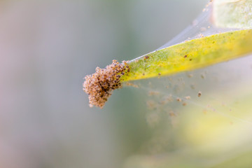 Spinnmilben haben eine Pflanze befallen