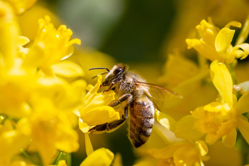 eine Honigbiene sammelt an einer Blume (Mahonie) Honig