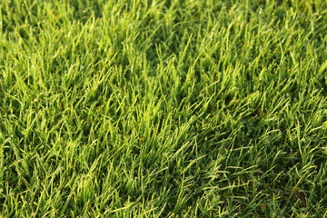 green grass background