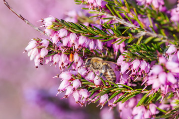 eine Biene sammelt auf einer Blume (Schneeheide) Honig