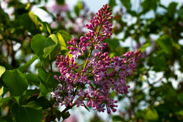 branch of lilac