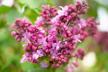 pink flowers of lilac