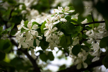 branch of a blossoming apple tree