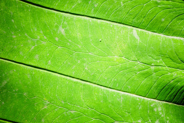 Fototapeta na wymiar Tropical backgound leaf