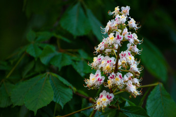 chestnut flowers