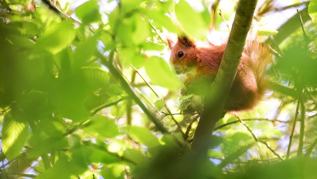 Squirrel Eichh&ouml;rnchen Baum Bl&auml;tter Nagetier Futtersuche Frisst Nahrung Tier Natur niedlich putzig s&uuml;&szlig;