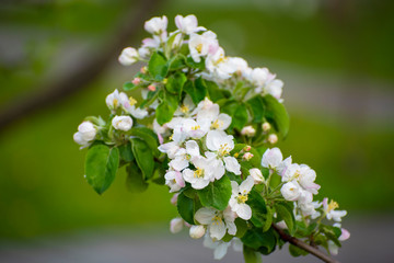 Apple blossom