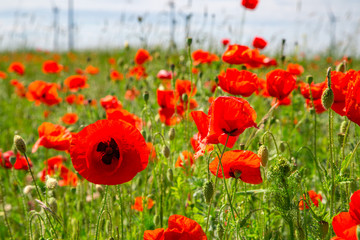 ein großes Feld mit vielen Mohnblumen