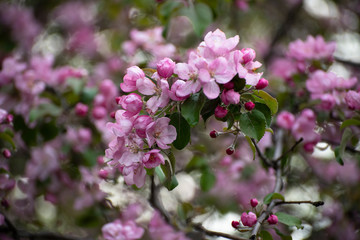 beautiful flowers of Apple trees