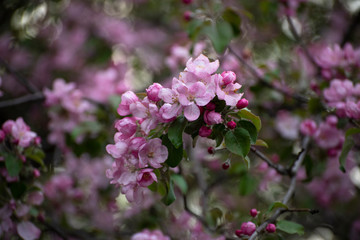 beautiful flowers of Apple trees