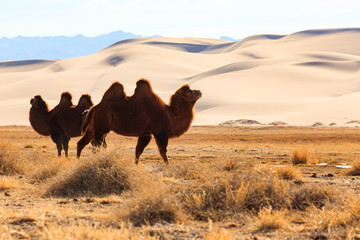chameau dromadaire dans le désert