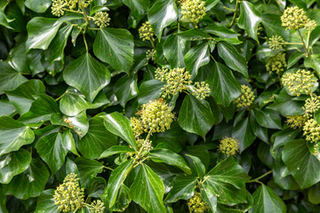 eine Wespe auf einer Blume (Wolfsmilchkraut)