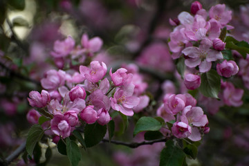 beautiful flowers of Apple trees