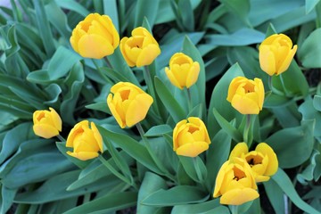 Obraz premium bouquet of yellow tulips