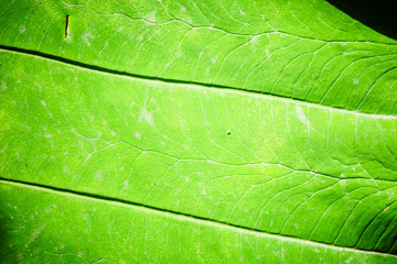 Tropical backgound leaf
