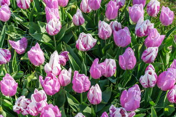 Beautiful lilac and white multi-colored tulips.