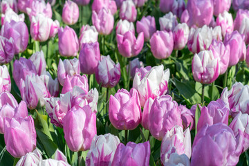 Obraz premium Beautiful lilac and white multi-colored tulips.