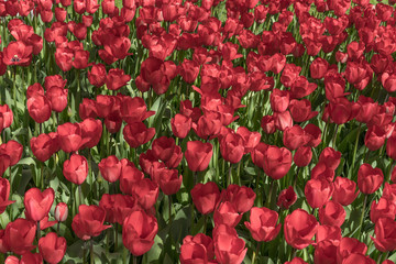 Red dutch tulips in the garden