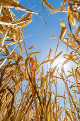 goldgelber Weizen vor blauem Himmel, von unten fotografiert, aus der Froschperspektive	