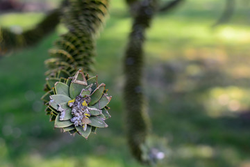 Macro photography