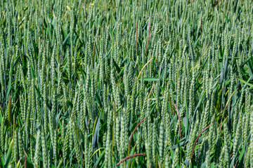 großes Feld mit grünem Weizen vor blauem Himmel	