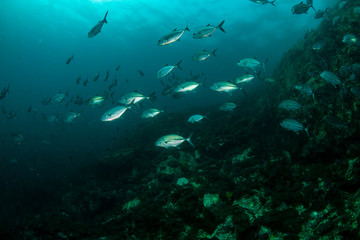Fototapeta na wymiar A school of Jacks on a murky tropical coral reef (Black Rock, Mergui Archipelago, Burma)