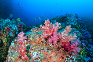 Naklejka na ściany i meble A colorful tropical coral reef (Western Rocky, Myanmar)