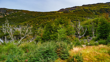 Fototapeta na wymiar Panoramic view of magical colorful fairytale forest at Tierra del Fuego National Park, Patagonia, Argentina