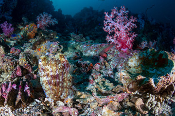 Plakat Cuttlefish on a coral reef at sunset (Black Rock, Myanmar)