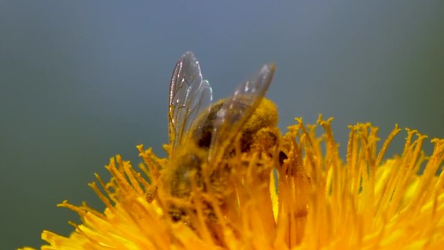 Bee with shiny wings covered in pollen on dandelion , close up macro