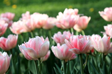 Beautiful delicate white and pink blooming spring tulips