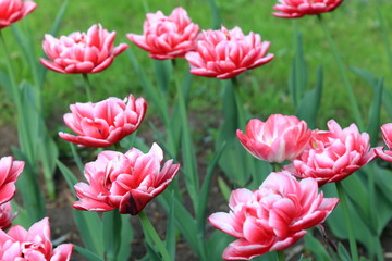 Blooming beautiful pink tulips during the spring flowering