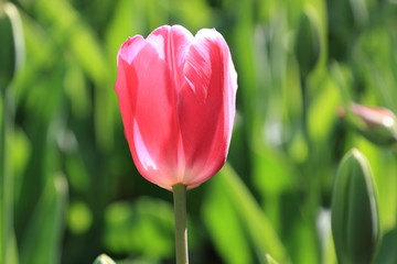 Beautiful delicate pink tulip during the spring bloom