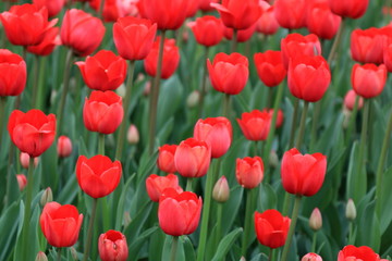 Obraz premium Beautiful red tulips during the spring bloom