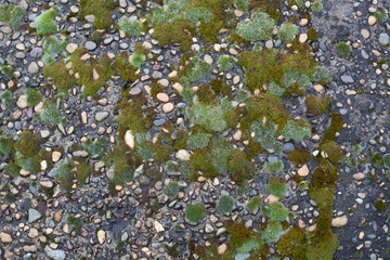 Pebble inlay in concrete with moss