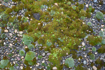 Obraz na płótnie Canvas Pebble inlay in concrete with moss