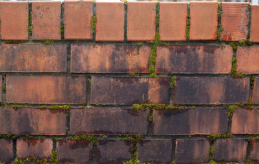 Moldy brick wall with moss