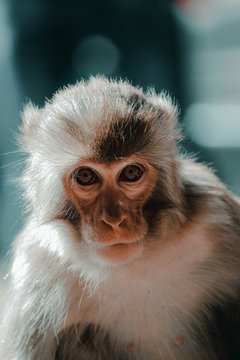 monkey from swyambhu nepal