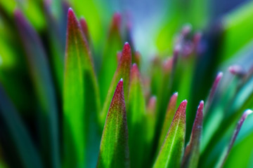 Green leaves close up. Background summer macro image. The concept of environmental friendliness to nature.