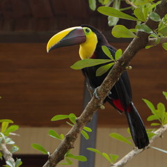 Yellow throated toucan in the garden of restaurant Mi Finca near Limonal in Costa Rica