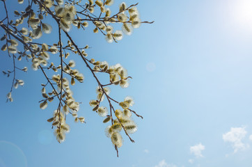 Willow buds on a tree against the background of bright sky and sunlight. Bright photo, there is a place for text. Spring concept of nature.