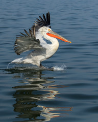  Dalmatain Pelican landing on Lake Kerkini showing refection in the water.  