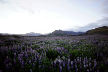 Fototapeta premium Purple meadow Iceland Nootka, Alaskan lupine